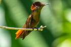 Tobago. Ruby topaz hummingbird on limb. Art Print